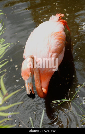 Ein Porträt von einem karibischen Flamingo lateinischen Namen Phoenicopterus ruber Stockfoto