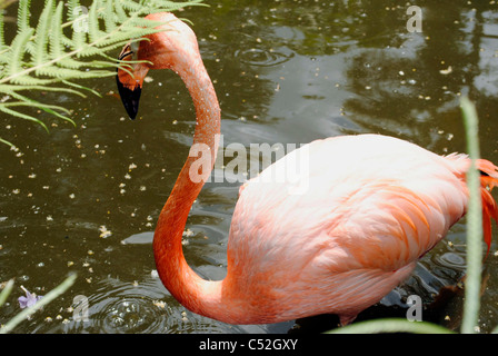 Ein Porträt von einem karibischen Flamingo lateinischen Namen Phoenicopterus ruber Stockfoto