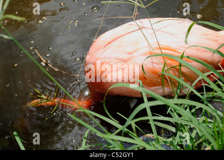 Karibik Flamingo lateinischen Namen Phoenicopterus Ruber Fütterung Stockfoto