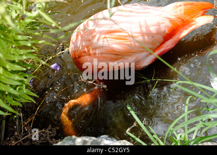 Karibik Flamingo lateinischen Namen Phoenicopterus Ruber Fütterung Stockfoto