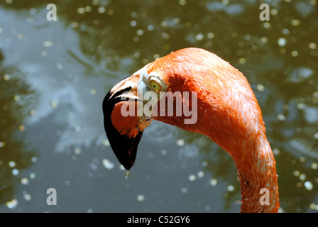 Ein Porträt von einem karibischen Flamingo lateinischen Namen Phoenicopterus ruber Stockfoto