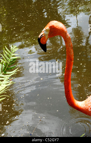 Ein Porträt von einem karibischen Flamingo lateinischen Namen Phoenicopterus ruber Stockfoto