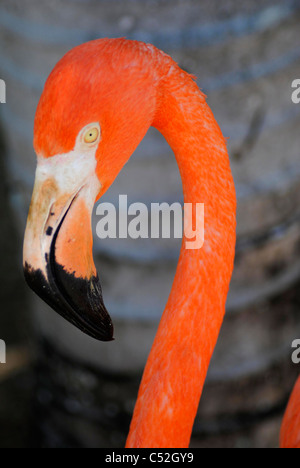 Ein Porträt von einem karibischen Flamingo lateinischen Namen Phoenicopterus ruber Stockfoto