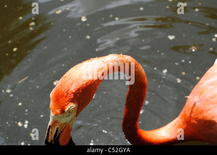 Karibik Flamingo lateinischen Namen Phoenicopterus ruber Stockfoto