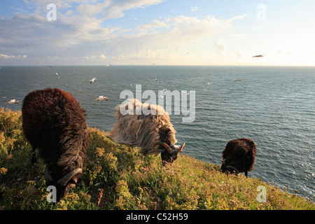 Moor-Schafe (Deutsch: Heidschnucke) auf Vogelfelsen auf der Insel Helgoland; fliegende Basstölpel im Hintergrund Stockfoto