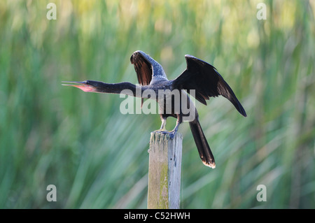 Anhinga Trocknen der Flügel am Fluss Haines Creek Lake County Leesburg, Florida Stockfoto