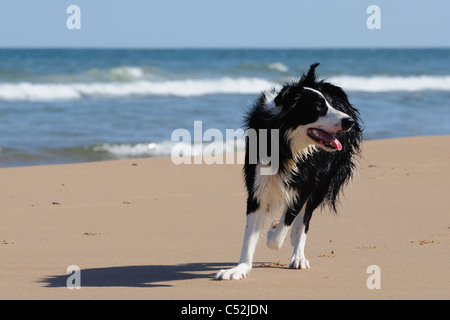 Collie Hund Spaß an sonnigen Sandstrand in Aberdeen Stockfoto