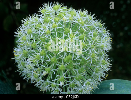 Allium Karataviense 'Ivory Queen' Alliums Gartenpflanze Pflanzen Creme
