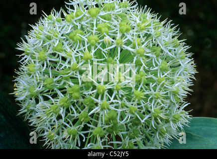 Allium Karataviense 'Ivory Queen' Alliums Gartenpflanze Pflanzen Creme Blume Blumen Zwiebel Familie Zwiebeln Stockfoto