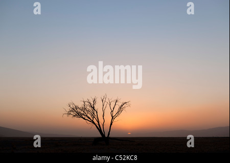 Silhouette Camelthorn Baum bei Sonnenuntergang, mit orangefarbenen Himmel und tiefstehende Sonne, Namib-Naukluft Park, Namibia, Afrika. Stockfoto