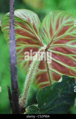 Ein Caladium, auch bekannt als Elefanten-Ohr oder Herz-Jesu oder Engelsflügel Stockfoto