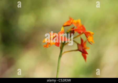 Die spanische Flagge Orchidee oder (Epidendrum Radicans), Costa Rica Stockfoto