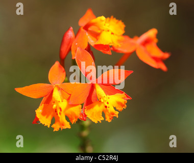 Die spanische Flagge Orchidee oder (Epidendrum radicans), Costa Rica, Mittelamerika Stockfoto