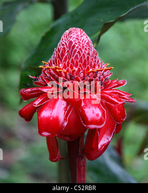 Eine Ingwerpflanze "Rote Fackel" (Etlingera Elatior) Stockfoto