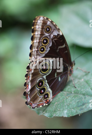 Die Unterseiten der Flügel des blauen Morpho Peleides (Morpho Peleides) Schmetterlings gefunden in Costa Rica, Mittelamerika Stockfoto