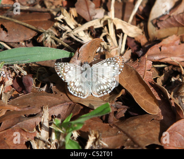 Eine tropische karierten Skipper Butterfly (Pyrgus Oileus), Costa Rica, Mittelamerika Stockfoto