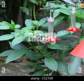 Ein männlicher violett Sabrewing Kolibri (Campylopterus Hemileucurus) auf einem Nektar Feeder in Monteverde Nebelwald, Costa Rica Stockfoto