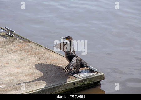 Ein Kormoran Phalacrocorax Carbo trocknen seine Federn in der Sonne auf einem Ponton auf dem Fluß Exe in Exeter Devon England UK Stockfoto