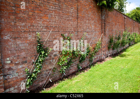 Eine Reihe von Cordon Äpfel wachsen gegen die Innenseite des einen ummauerten Garten in Cannington Bridgwater Somerset England UK Stockfoto