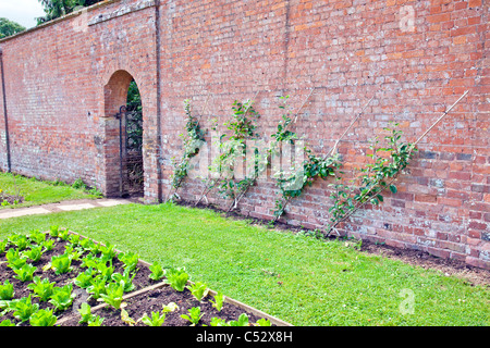 Eine Reihe von Cordon Äpfel und ein Hochbeet mit Salat in einem ummauerten Garten in Cannington Bridgwater Somerset England UK Stockfoto