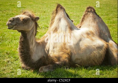 Seitenansicht des baktrischen Kamel sitzen auf dem Rasen im Feld Stockfoto