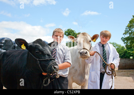 Zwei junge Burschen zeigen Aberdeen Angus und Charolais Kälber auf ein Land in Cannington Bridgwater Somerset England UK Stockfoto