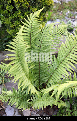 Pteridium Aquilinum Adlerfarn Farn Stockfoto