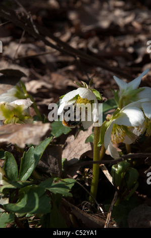 Helleborus Niger ist oft im Schnee, sondern auch im Frühjahr blühen. Es bringt auch wichtige Snacks für Hummeln. Stockfoto