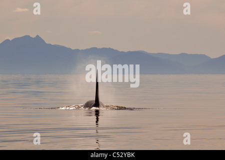 Hohen Rückenflosse eines großen erwachsenen männlichen Orca Wale auftauchen in Chatham Straße bei Sonnenuntergang, Inside Passage, Alaska Stockfoto