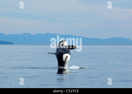Eine schwangere Orca Wal-Verletzungen von den ruhigen Gewässern des Chatham Strait, Inside Passage, Southesast Alaska, Sommer Stockfoto