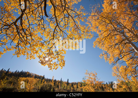 Blick auf gelben Aspen und Willow Bäume entlang des Alaska Highway zwischen Haines und Haines Junction, Yukon Territorium, Kanada Stockfoto