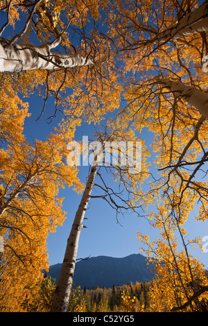 Blick auf gelben Aspen und Willow Bäume entlang des Alaska Highway zwischen Haines und Haines Junction, Yukon Territorium, Kanada Stockfoto