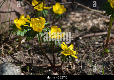 Eranthis Hyemalis blüht Anfang März und gibt dann früh Essen für Honigbienen.  Der Winterling Blüht Im März. Stockfoto