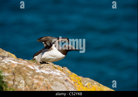 Eine einzelne einsame Guillemot (Uria Aalge) etwa abzunehmen während des Fluges auf gelbe Flechten bedeckt Rock, Skomer island Stockfoto