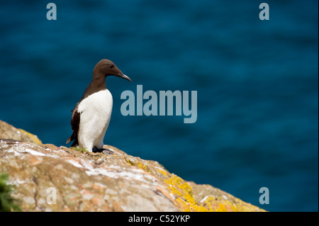 Einen einzigen einsamen Guillemot (Uria Aalge), eine Küstenstadt Seevogel auf gelbe Flechten bedeckt Rock, Skomer island Stockfoto