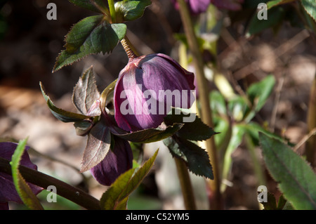 Helleborus Niger ist oft im Schnee, sondern auch im Frühjahr blühen. Es bringt auch wichtige Snacks zum frühen Hummeln. Stockfoto