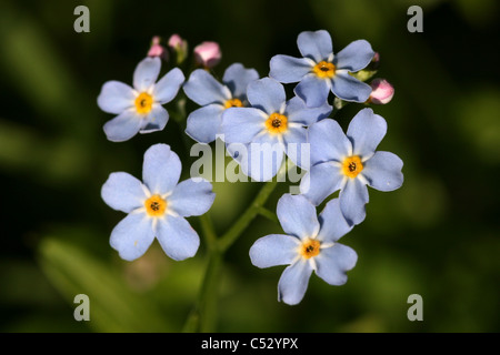 Wasser Vergissmeinnicht Myosotis Scorpioides Taken In Cumbria, UK Stockfoto