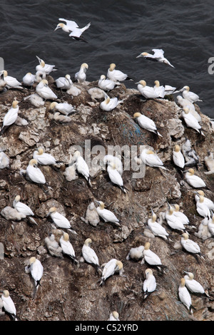 Nisten Basstölpel Morus Bassanus von Grundnahrungsmittel Newk Bempton Klippen RSPB Reserve, UK betrachtet Stockfoto