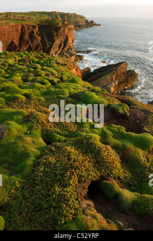 Viele Manx Shearwater Höhlen umgeben von Moos an der Küste in lila Cove Skokholm Insel South Wales UK Stockfoto