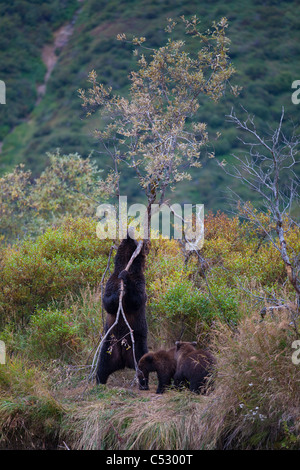 Braunbär Sau reibt sich gegen einen Baum, um einen Juckreiz kümmern, während Jungen auf, Kinak Lagune, Katmai Nationalpark, Alaska Stockfoto