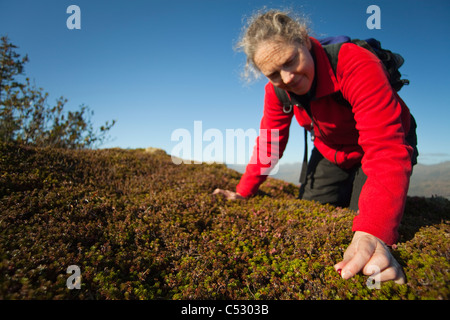 Frau am Heitman See Chiniak Highway, Südwest-Alaska, Kodiak Island Herbst Beeren pflücken Stockfoto