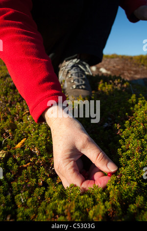 Nahaufnahme einer Frau Beerensammeln Heitman See entlang Chiniak Highway, Herbst, Südwest-Alaska, Kodiak Island Stockfoto