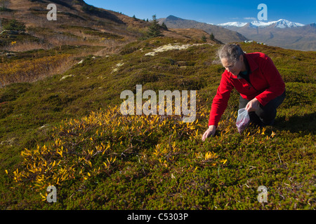 Frau am Heitman See Chiniak Highway, Südwest-Alaska, Kodiak Island Herbst Beeren pflücken Stockfoto