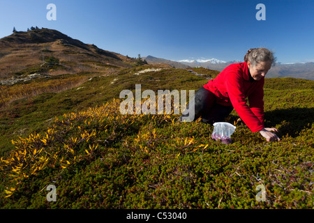 Frau am Heitman See Chiniak Highway, Südwest-Alaska, Kodiak Island Herbst Beeren pflücken Stockfoto