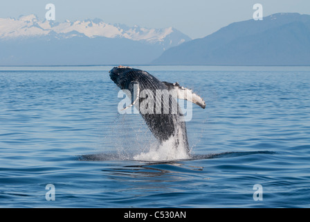 Buckelwal Verletzung in Frederick Sound, Inside Passage, südöstlichen Alaska, Sommer Stockfoto