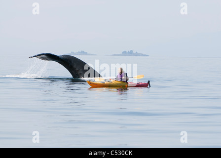 Buckelwal Flächen in der Nähe von einer Frau Seekajak in Frederick Sound, Inside Passage, südöstlichen Alaska, Sommer Stockfoto