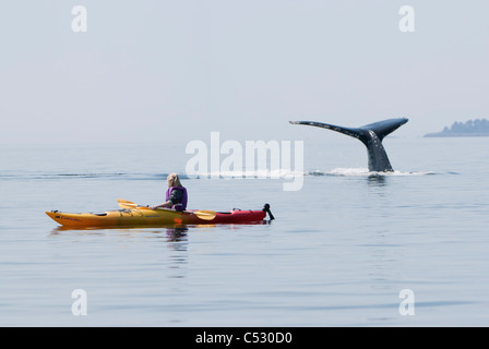 Buckelwal Flächen in der Nähe von einer Frau Seekajak in Frederick Sound, Inside Passage, südöstlichen Alaska, Sommer Stockfoto