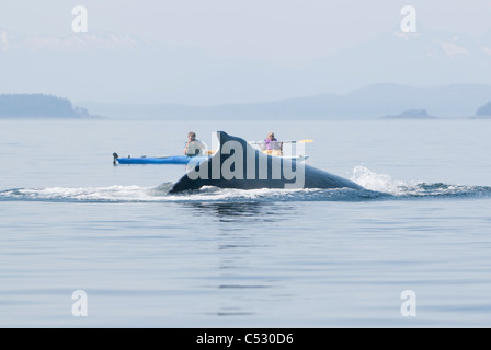 Buckelwal-Flächen in der Nähe von Meer Kajakfahrer in Frederick Sound, Inside Passage, südöstlichen Alaska, Sommer Stockfoto