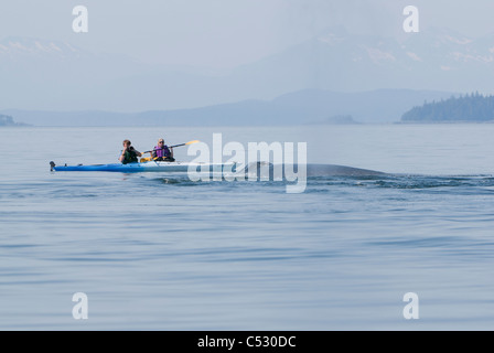 Buckelwal-Flächen in der Nähe von Meer Kajakfahrer in Frederick Sound, Inside Passage, südöstlichen Alaska, Sommer Stockfoto