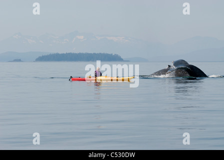 Buckelwal Flächen in der Nähe von einer Frau Meer Kajakfahrer in Frederick Sound, Inside Passage, südöstlichen Alaska, Sommer Stockfoto